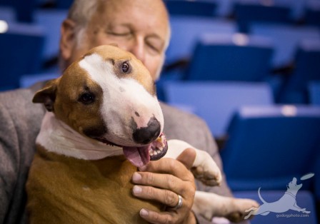 miniature bull terrier