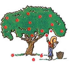 An Apple Tree