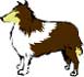 Collie