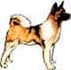 Akita