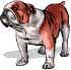 Bulldog