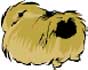 Pekinese