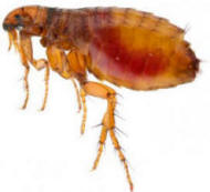 Fleas, Ticks, Mites and Worms