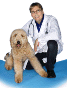 X-RAY RISKS FOR YOUR DOG