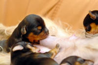 AVOID BREEDING PROBLEMS FOR PUPPIES LIKE THIS!