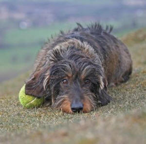 Diagnosing a dog's health problems can be tricky.