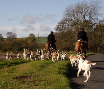 FOX HOUNDS IN SCOTLAND