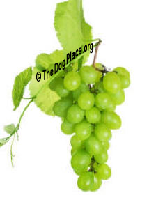 KILLER GRAPES?  DOGS LOVE 'EM!