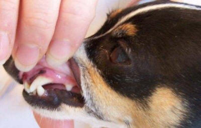 CLEANING TEETH PRESERVES YOUR DOG'S DENTAL & HEART HEALTH.