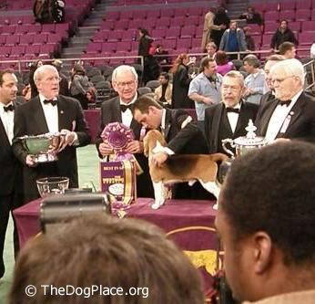 different dog registries