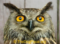 THE WISE OWL IS A MESSENGER OF EVIL, SICKNESS, EVEN DEATH.