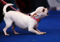 TOY BREEDS ARE HOME & PERSONAL PROTECTION DOGS TOO!
