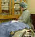 JANE BARBER, DVM, MS, ACT - Veterinarian
