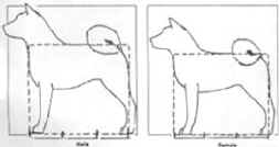 PERFECT AKITA PROPORTION