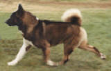 EXCELLENT AKITA MOVEMENT, CH. RAMBO
