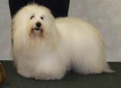 Adrianne Dering of Hopecrest Coton de Tulear presents AKC Open Show Group/Best In Show Conton.
