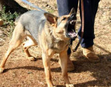 SCHUTZHUND GERMAN SHEPHERD ON BARK COMMAND
