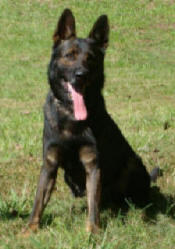 THIS HOME PROTECTION BREED, A WORKING GERMAN SHEPHERD DOG OFFERS SECURITY