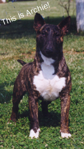 ARCHIE, BRINDLE MINIATURE BULL TERRIER