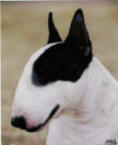 Classic Profile - "Bud" owned by Julie Grider