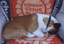 Miniature Bull Terrier Ch. "Becca" Sleeping in NORMAL MBT fashion!