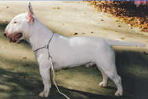 Ch. Greystone White On White "Biff" a top Specialty Winner and Sire
