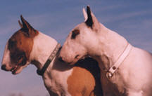 Ch. Becca & Ch. Mivvy