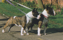 Mini-Bull Terriers owned by Mrs. Q. Youatt, England