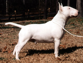 Ch. "Casper"