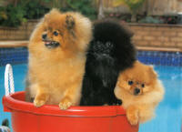 VIP Pomeranians