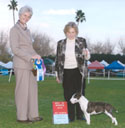 PENNY wins under Bull Terrier Authority Winkie Mackay-Smith