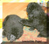 OAKWOOD POODLES, Quality Poodle Puppies, Poodle Breeding Program, VICKIE HAYWOOD, Poodle breeder, has occassional Poodle litters - AVAILABLE PUPPIES
