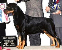 Certified Rottweiler Representative: Jeff Shaver - Ch. Andreca's Aramis von der Mond U.D. a multiple Best In Show and Rottweiler Specialty BIS, he was also an Obedience Utility Dog title holder, proving Rottweilers can do it all.