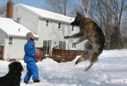 HIP DYSPLASIA, LMX FORMULA by Shiloh Shepherd Breeder & Founder TINA BARBER