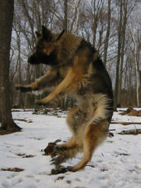 HIP DYSPLASIA, LMX FORMULA by Shiloh Shepherd Breeder & Founder TINA BARBER