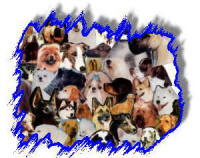 PUREBRED DOGS OFFER PREDICTABLE CHOICES