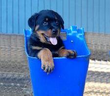 It's All About Rottweilers! Find great Rottweiler gifts.