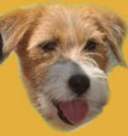 Ravenhill Russell Terriers - Exceptional 10-12" dogs for show, earthdog or as a quality companion.