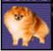 AKC POMERANIANS BY ROSENBAUM 