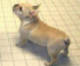 FRENCH BULLDOG "JAMES"