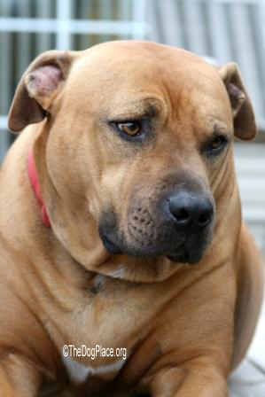 Any dog resembling a "pit bull" is likely to be killed by police or animal shelters