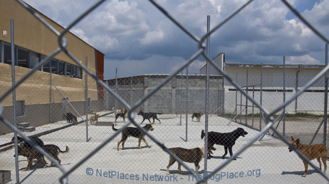 example of well-run excellent shelter facility