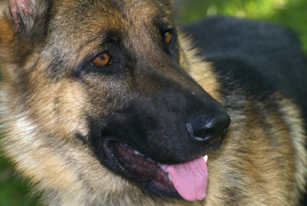 The German Shepherd Dog is a faithful multi-tasker that herds and protects
