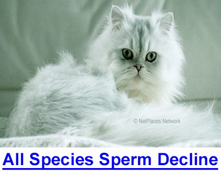 ALL SPECIES SPERM COUNT DECLINE: As a purebred dog breeder you may be experiencing reproductive problems and your veterinarian is stumped. Mainstream news says it may get worse.