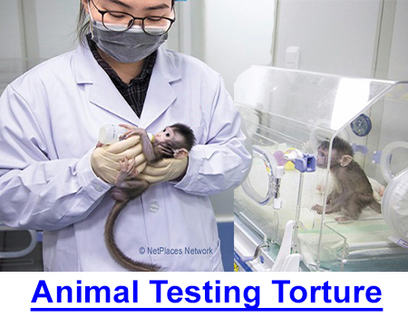 ANIMAL TESTING TORTURE: Your dog would give his life for you but is it okay to torture him or a monkey as an expedient means of drug testing?