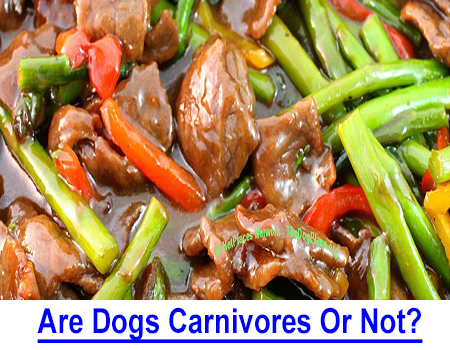 ARE DOGS CARNIVORES OR NOT? Are you curious about whether a dog is carnivorous (meat) or omnivorous (meat/veggies) you will be interested in what I found because my dogs eat EVERYTHING!