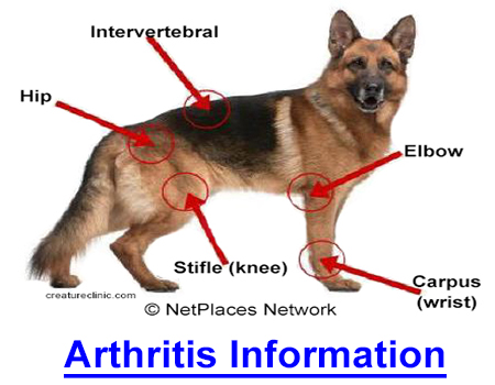 ARTHRITIS INFORMATION - RN provides solid information on canine arthritis and how to help your dog through joint disease treatment.