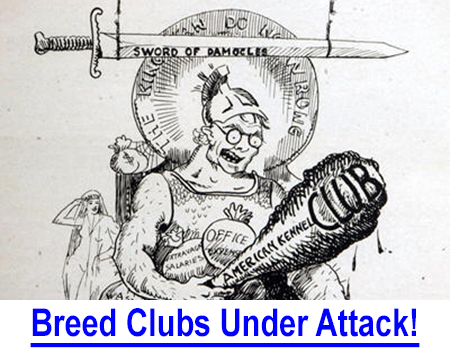 IS YOUR BREED CLUB UNDER ATTACK? AKC Actions Changing The Purebred Dog, The American Kennel Club is clubbing its parent clubs and your Breed Standard may be next as radical policies ooze into the AKC’s politically correct agenda.