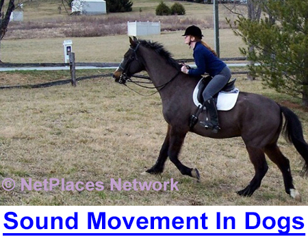 BUILDING SOUND MOVEMENT IN HORSES & SHOW DOGS - Top equestrian on how to build muscle, balance, and agility in order to stay sound and healthy for rigorous show ring competition whether equine or canine!