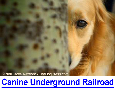 (CUR) CANINE UNDERGROUND RAILROAD: Rescue acronym for political ALF and shady shelters.